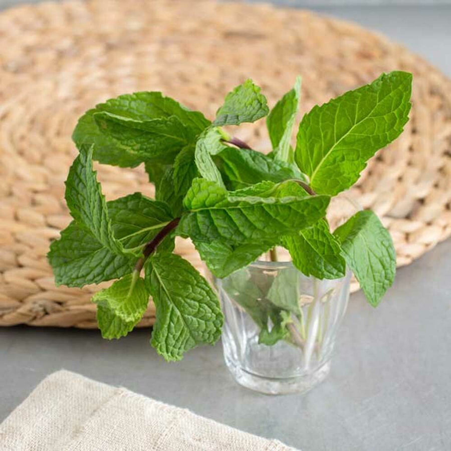 Mint Flavor Concentrate, Natural