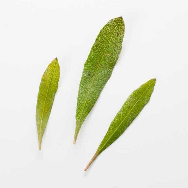 Tea Tree Essential Oil, Natural