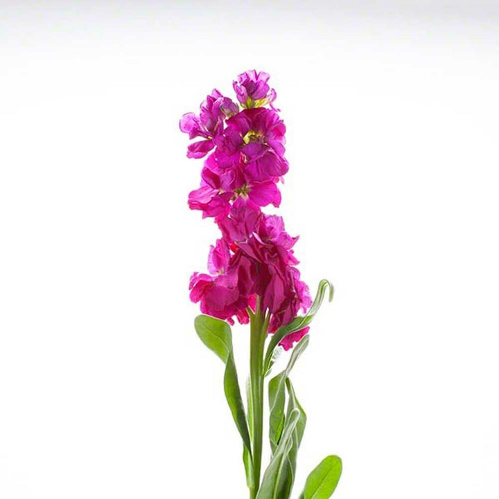 Violet Flavor Extract, Natural