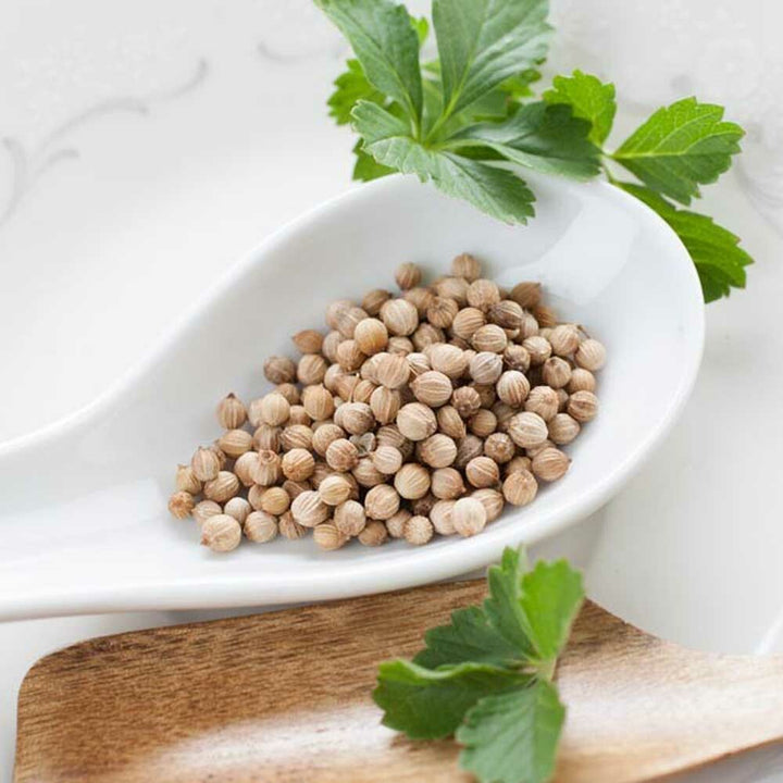 Coriander Seed Essential Oil, Natural
