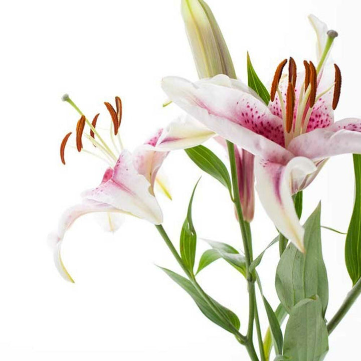 Organic Hawaiian Bouquet Fragrance Emulsion (Water Soluble)