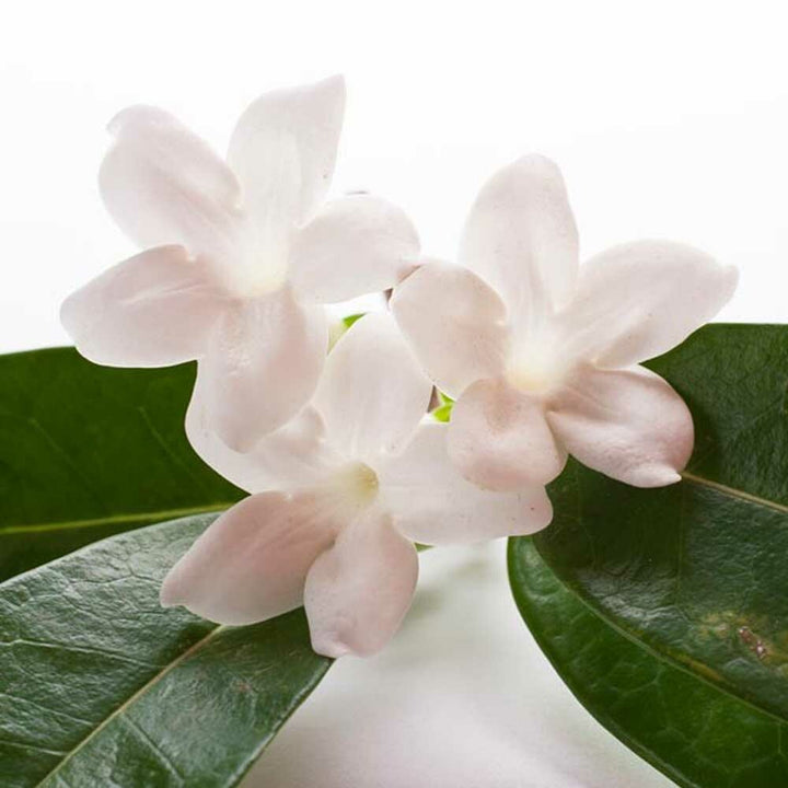 Organic Jasmine Fragrance Emulsion (Water Soluble)