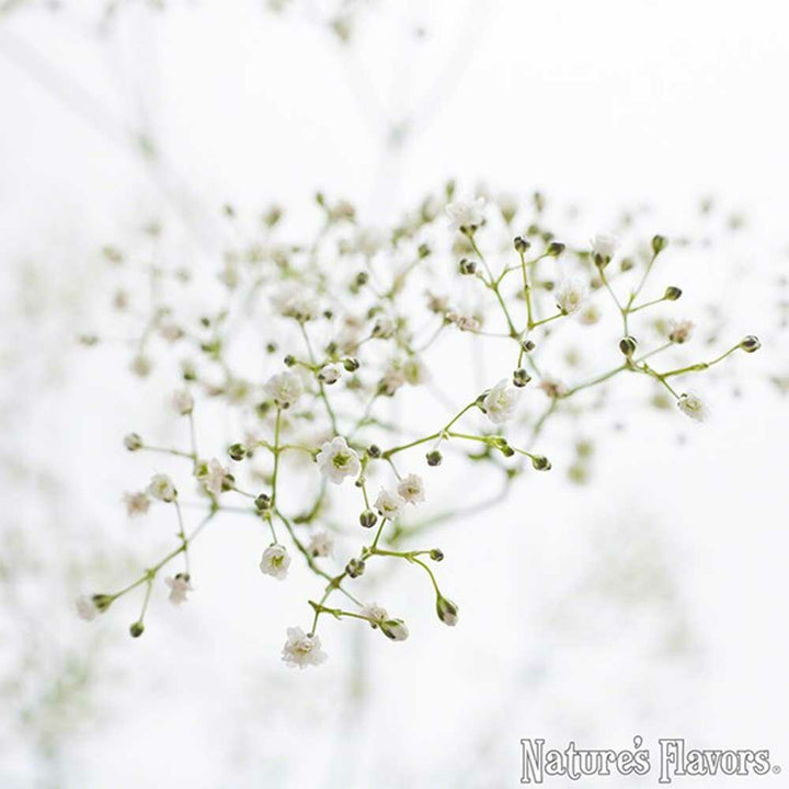 Baby's Breath Diffuser Fragrance Oil (Oil Soluble), Organic