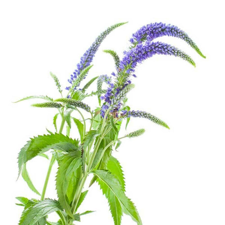 Organic Coastal Flowers Fragrance Emulsion with Floral Notes (Water Soluble)