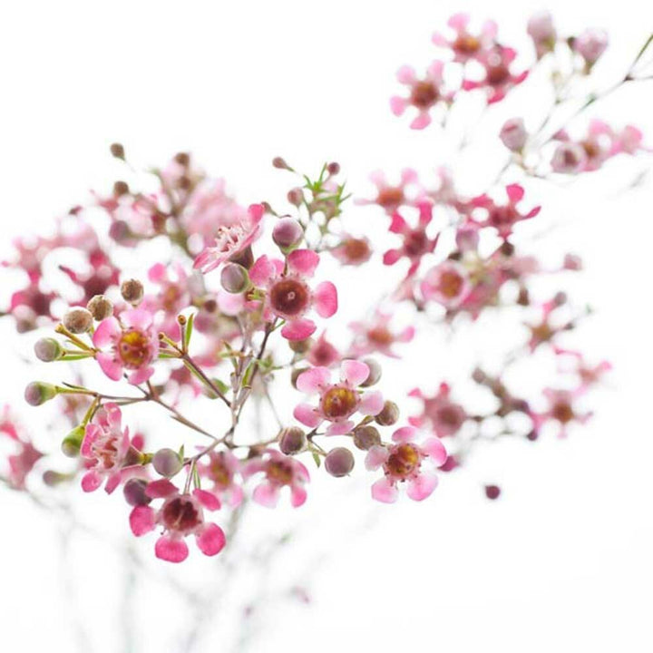 Cherry Blossom Massage Oil