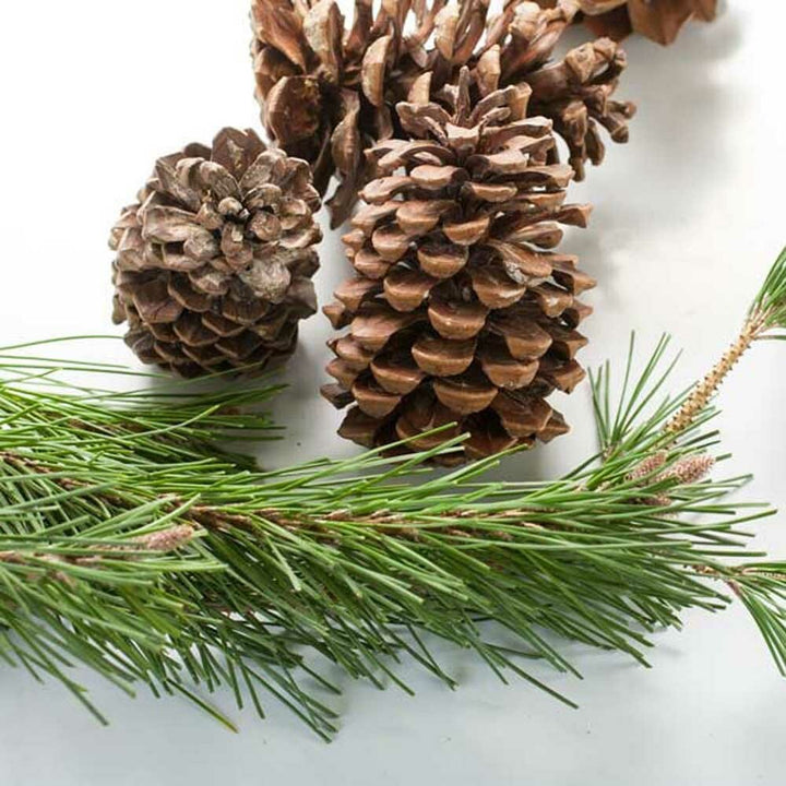 Organic Christmas Fragrance Emulsion (Water Soluble)