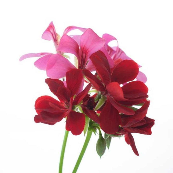 Geranium Essential Oil, Natural