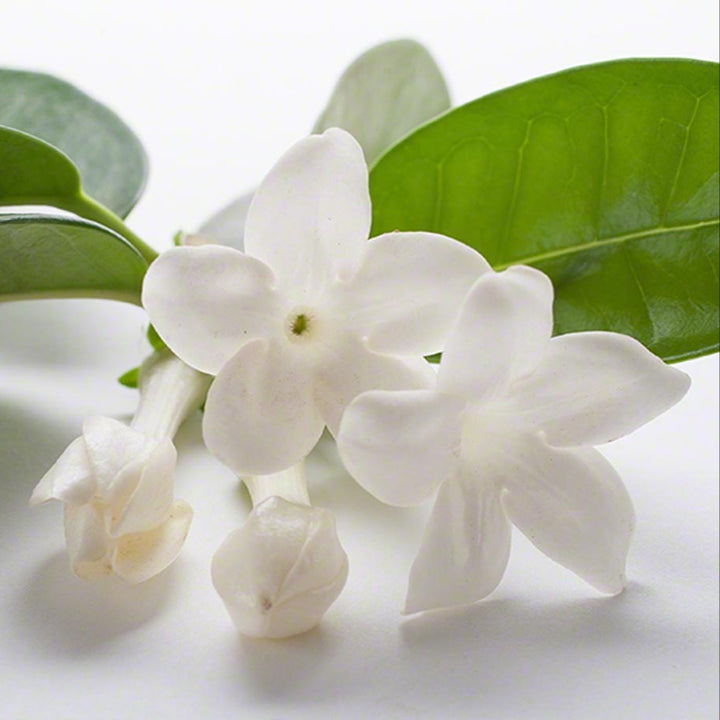 Sante Jasmine Essential Oil