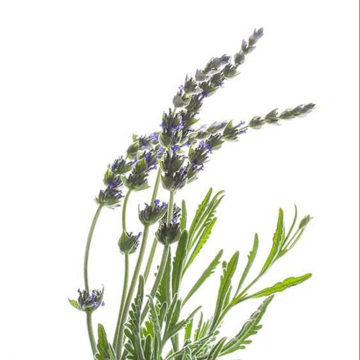 Sante Lavender (French) Essential Oil