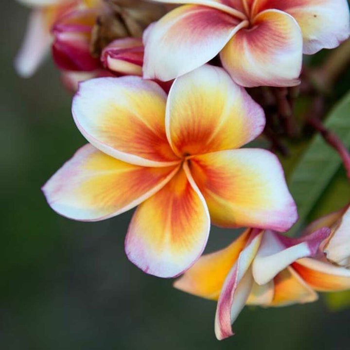 Organic Plumeria Fragrance Emulsion (Water Soluble)