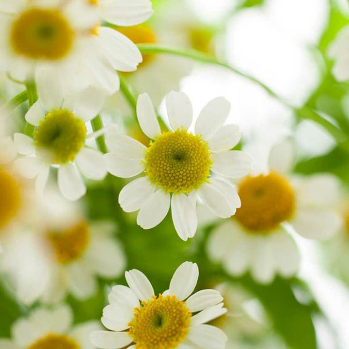 Chamomile Essential Oil, Natural