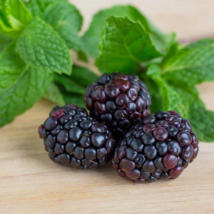 Blackberry Flavor Concentrate, Organic