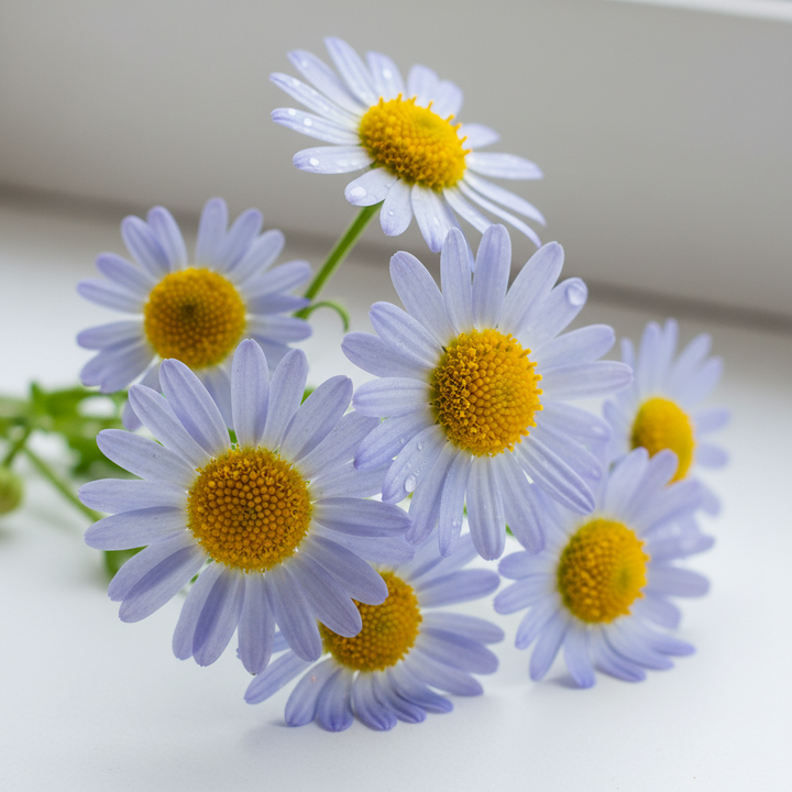 Blue Hungarian Chamomile Essential Oil, Natural