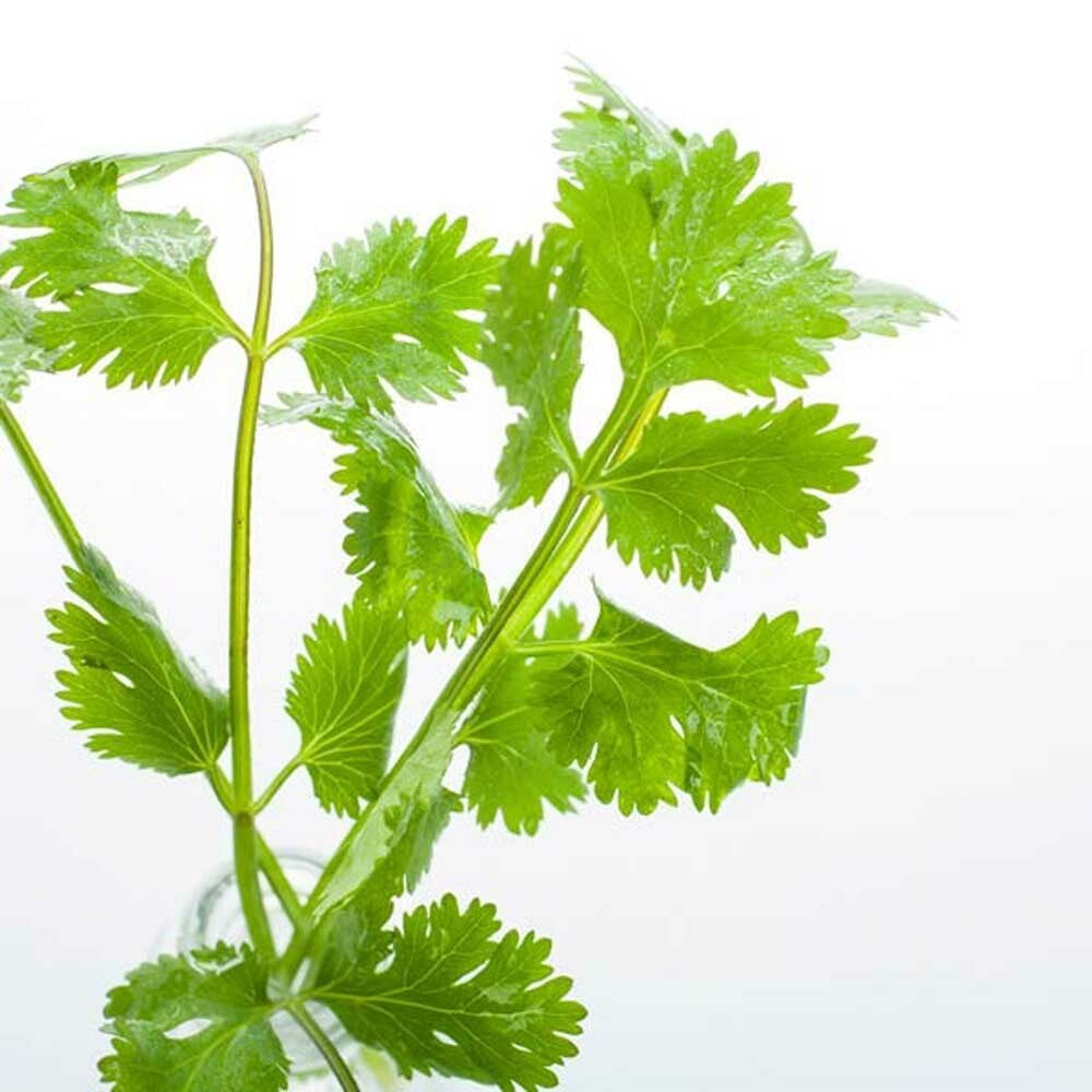 Cilantro Flavor Extract Without Diacetyl