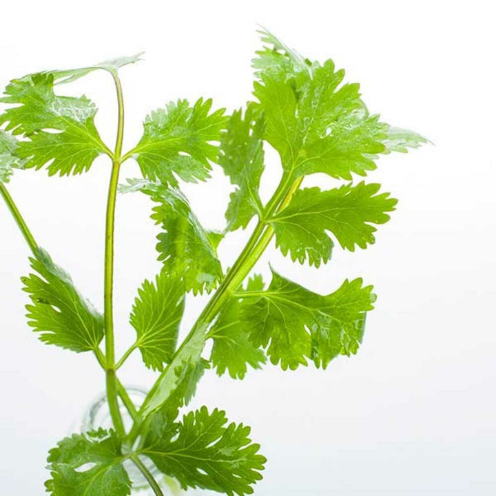 Cilantro Flavor Extract Without Diacetyl