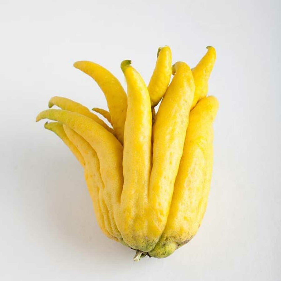 Citron Flavor Concentrate, Organic
