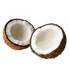 Two halves of a coconut on a white background