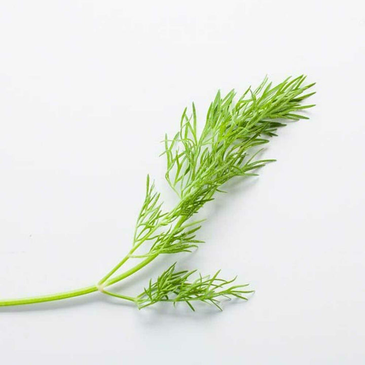 Dill Flavor Concentrate, Natural