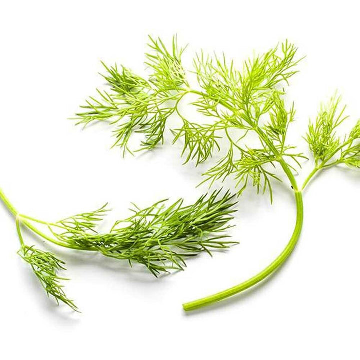 Dill Flavor Concentrate, Organic