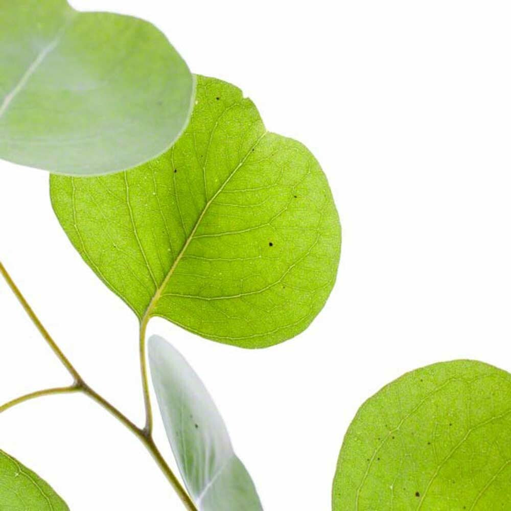 Eucalyptus Flavor Concentrate, Natural
