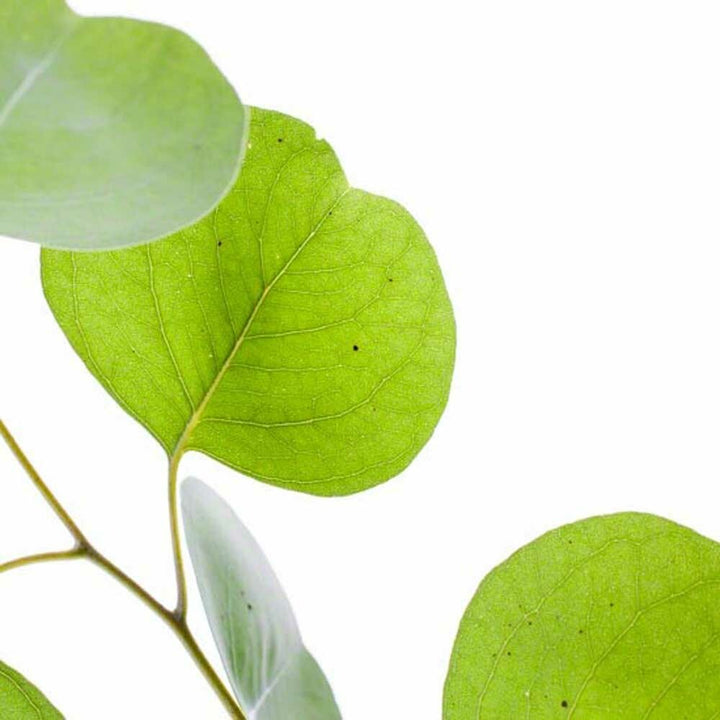 Eucalyptus Flavor Concentrate, Organic