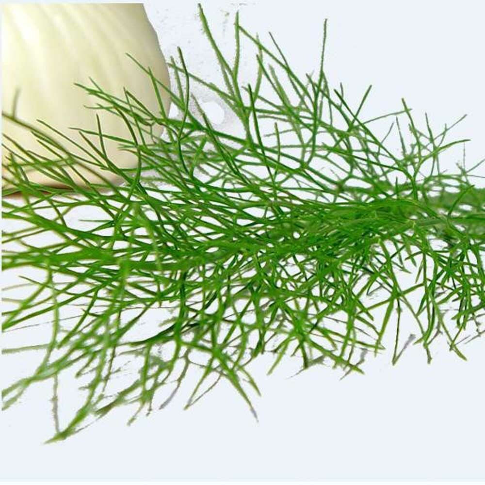 Fennel Flavor Concentrate, Organic