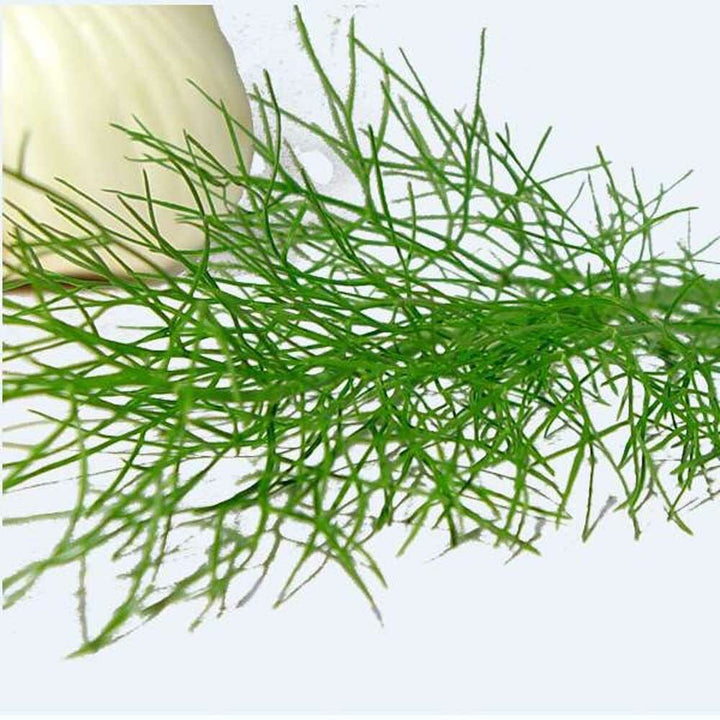 Fennel Flavor Concentrate, Organic