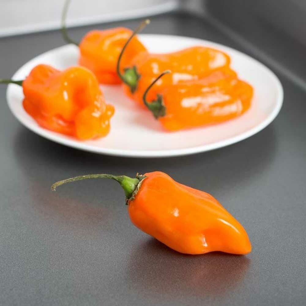 Habanero Mango Flavor Concentrate, Organic