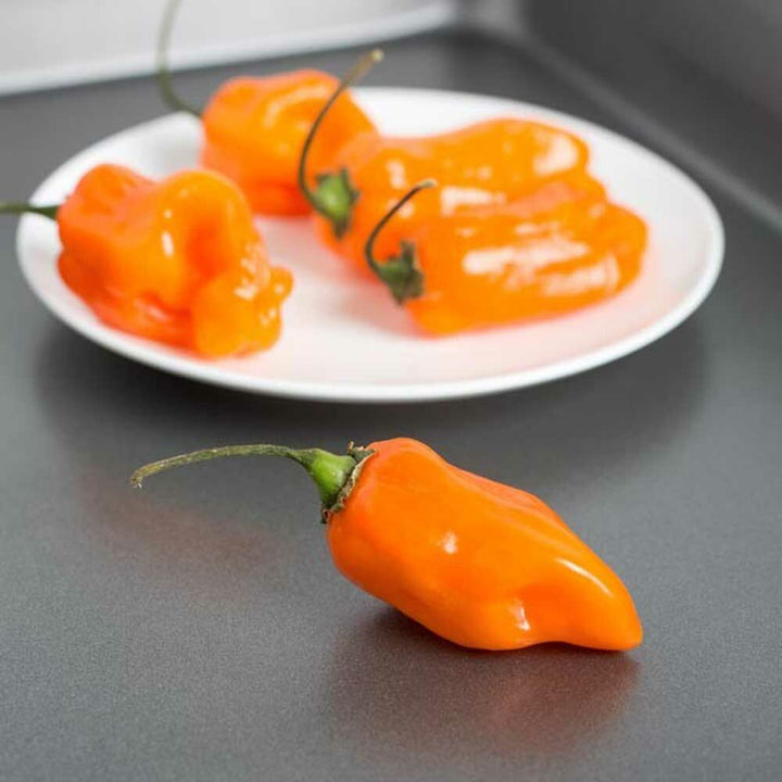Habanero Mango Flavor Concentrate, Organic