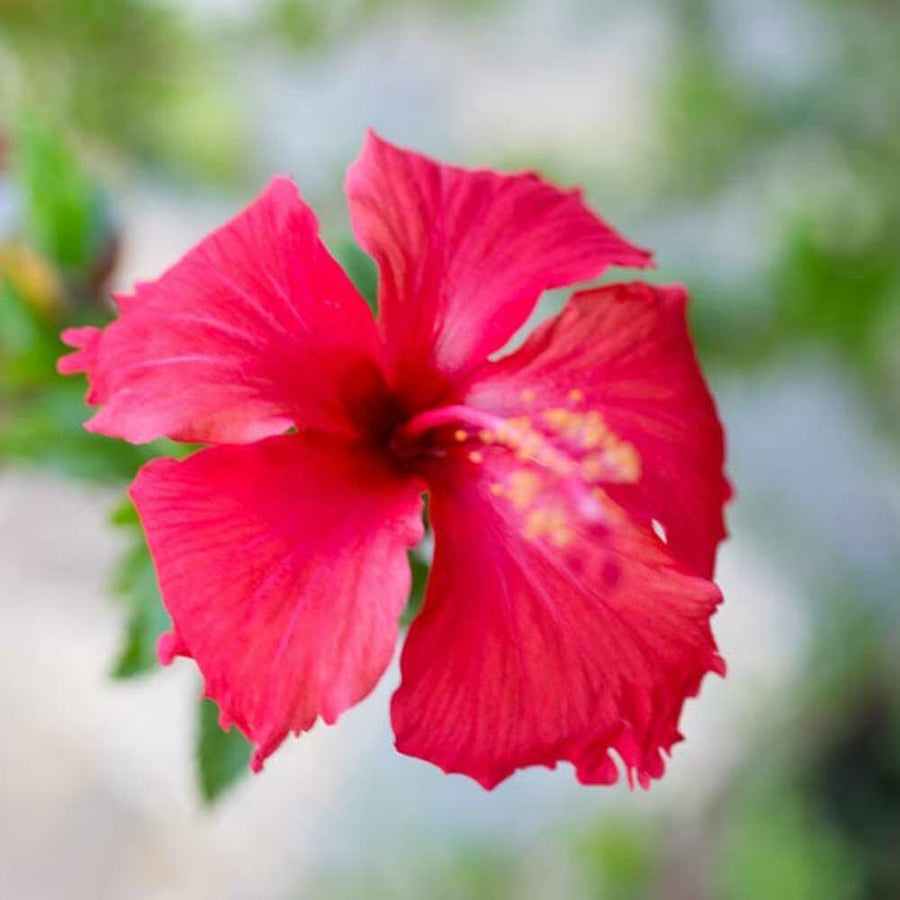 Hibiscus Flavor Oil, Organic