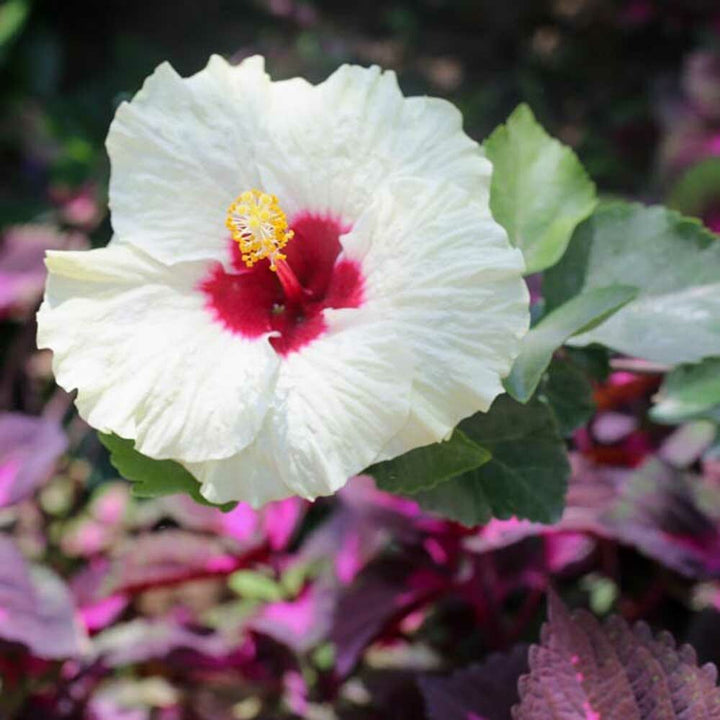 Hibiscus Fragrance Oil (Alcohol Soluble), Organic