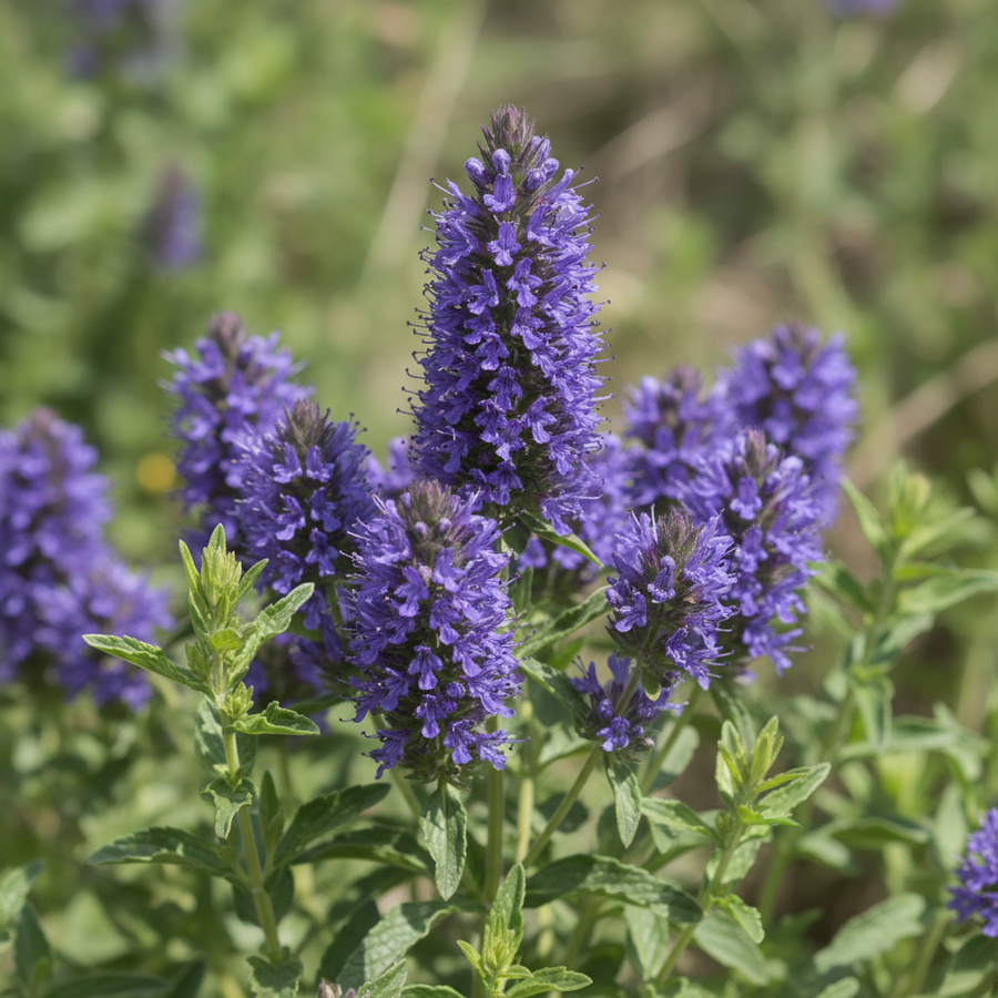 Organic Hyssop Fragrance Emulsion with Floral Notes (Water Soluble)