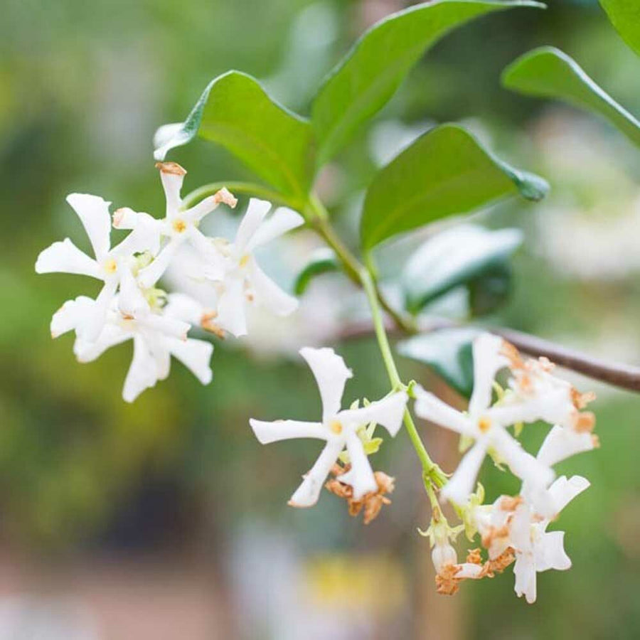 Organic Jasmine Flavor Extract Without Diacetyl