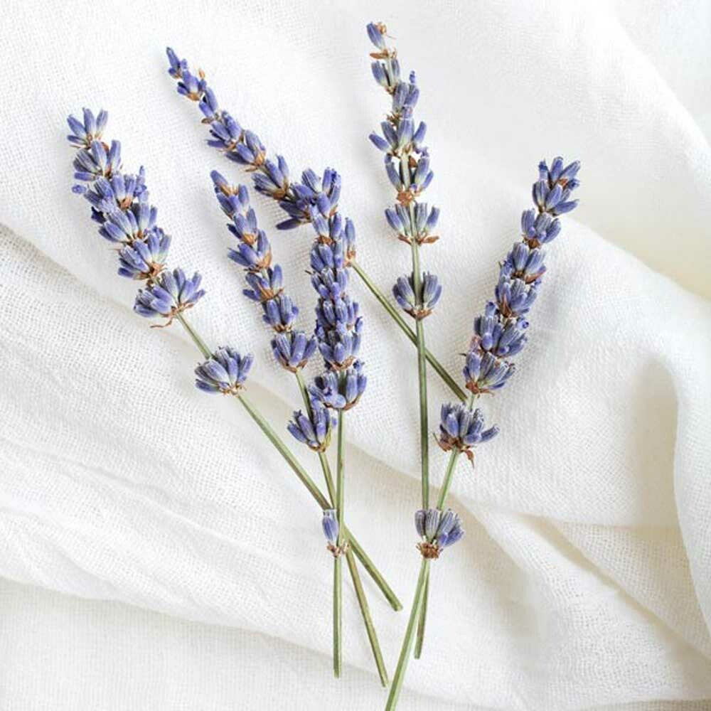 Lavender Flavor Concentrate, Natural