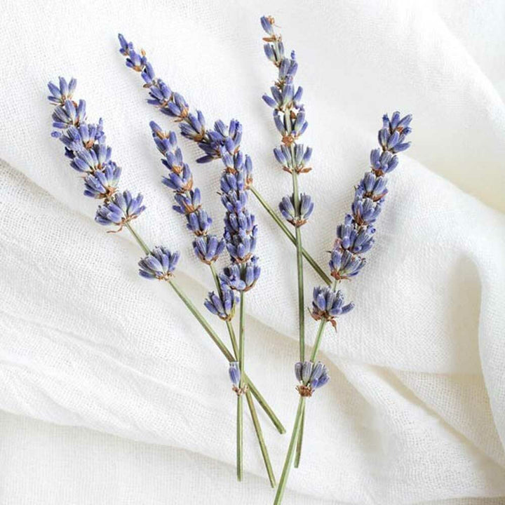 Lavender Flavor Concentrate, Natural