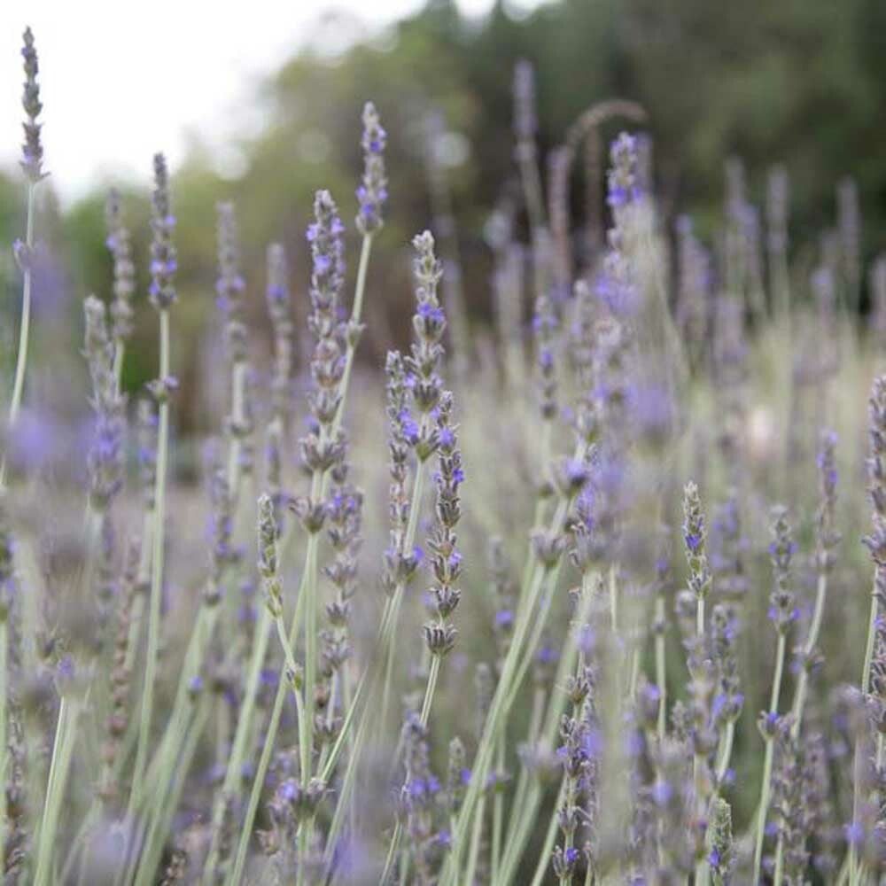 Lavender Flavor Concentrate Without Diacetyl