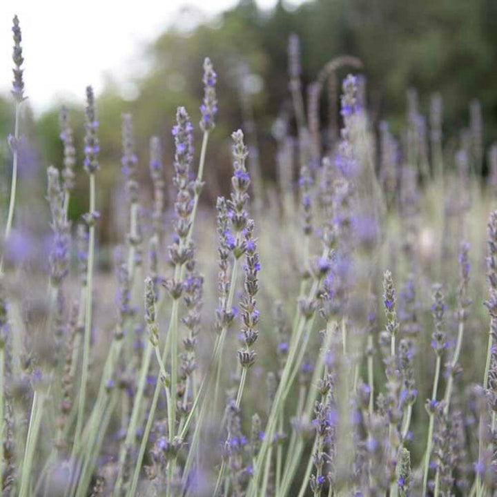 Lavender Flavor Concentrate Without Diacetyl
