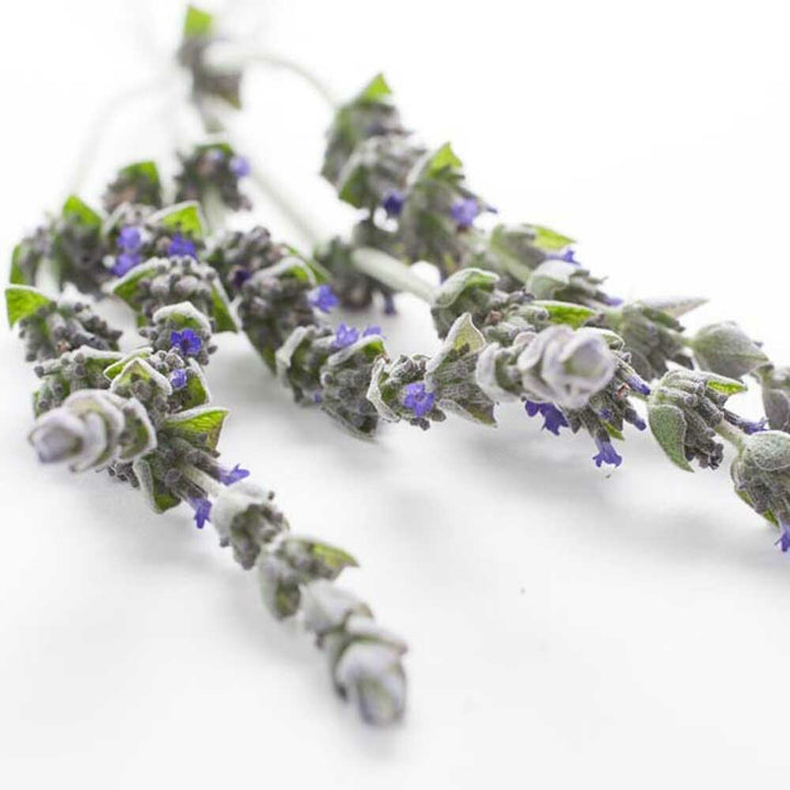Lavender Tea Tree Flavor Extract, Organic