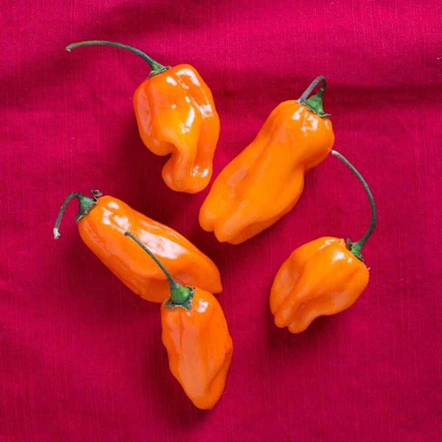 Mango Habanero Flavor Oil, Natural