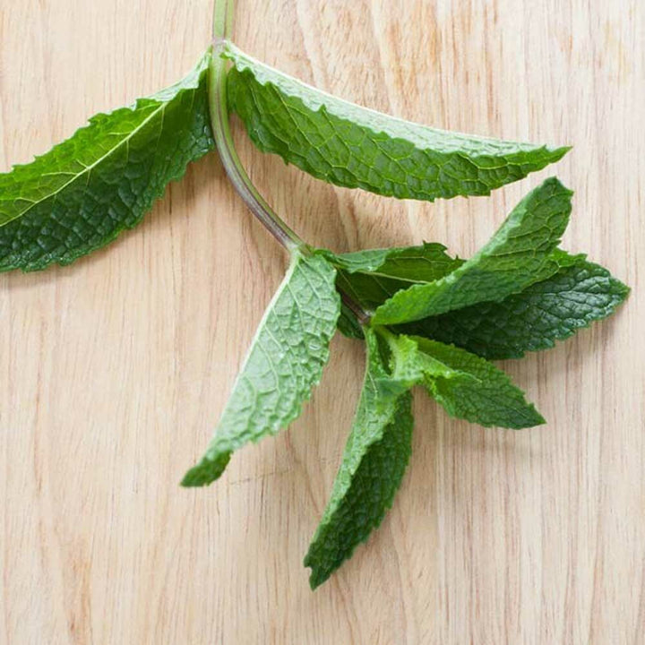 Mint Flavor Extract, Organic - TTB Approved