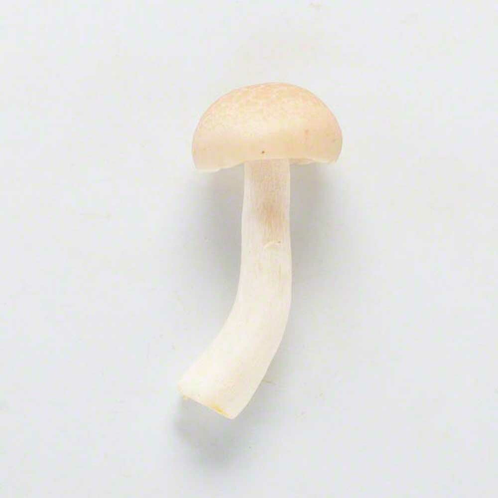 Mushroom Flavor Oil, Natural