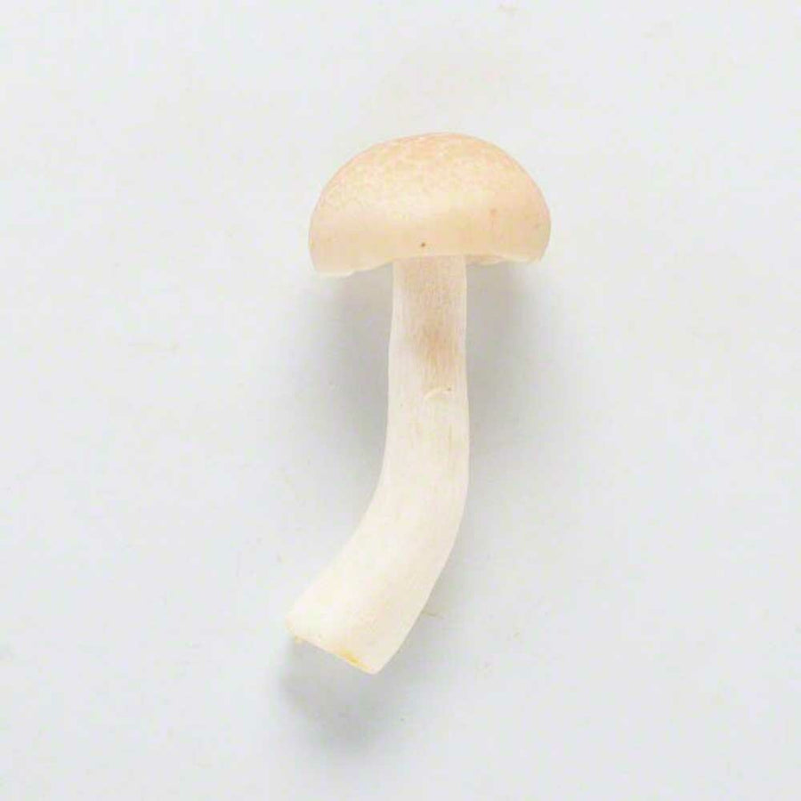 Mushroom Flavor Oil, Natural