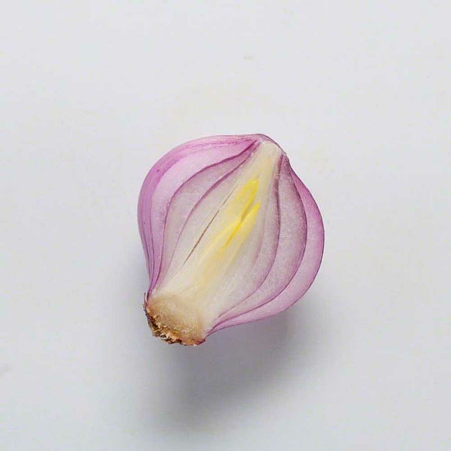 Onion Flavor Extract, Natural