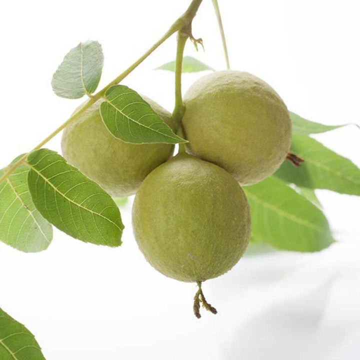 Organic Black Walnut Coffee and Tea Flavoring