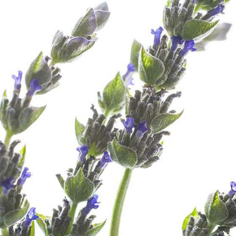 organic english lavender plants Organic English Lavender Fragrance Powder