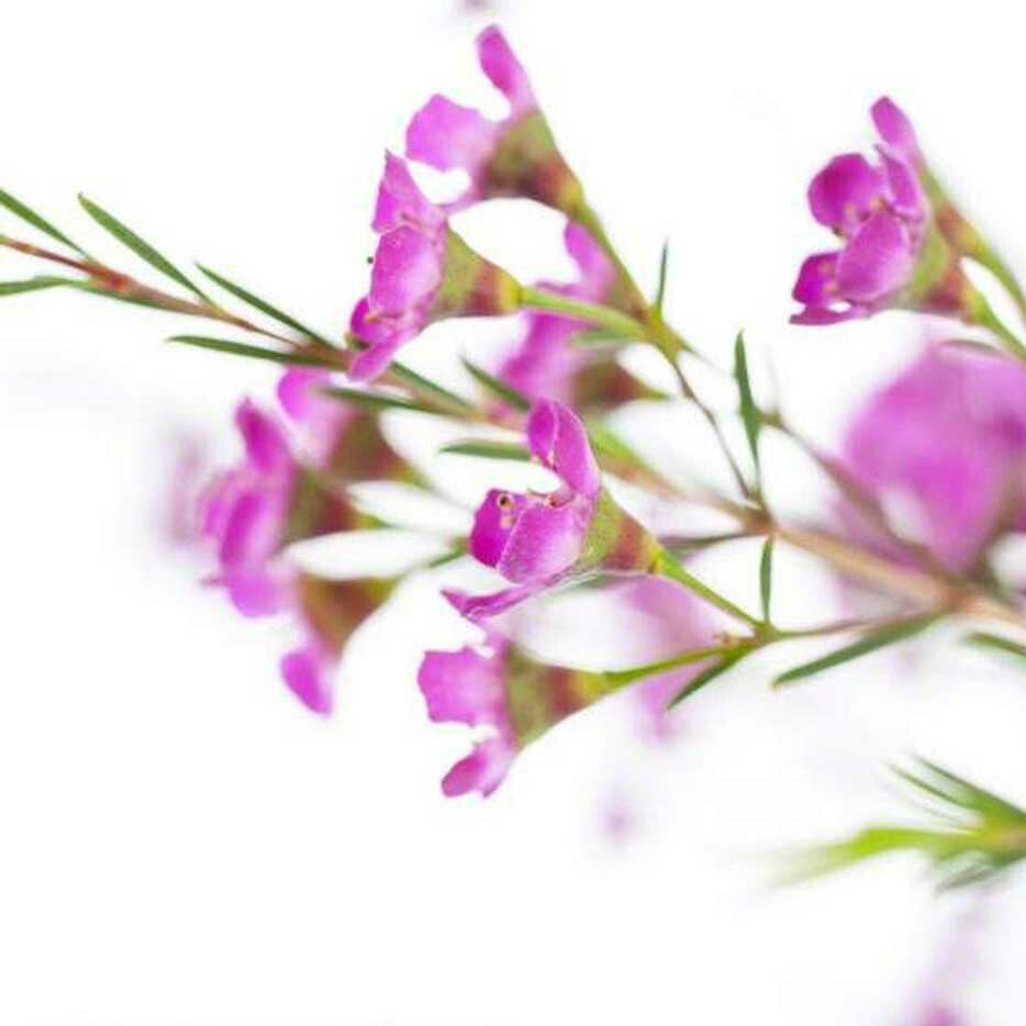 Organic Heather Fragrance Powder - Bulk – Nature's Flavors