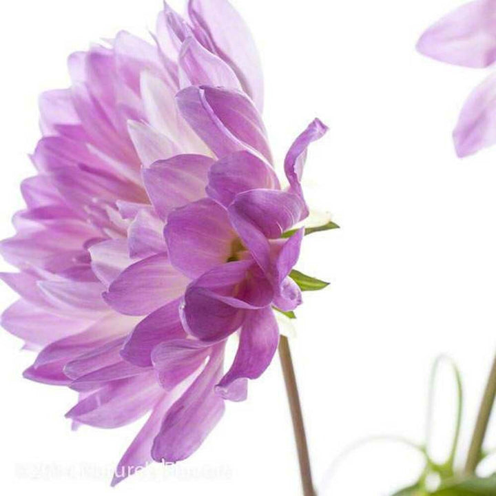 Organic Opium Type Fragrance Powder