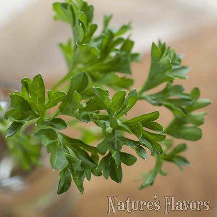 Parsley Flavor Concentrate, Organic