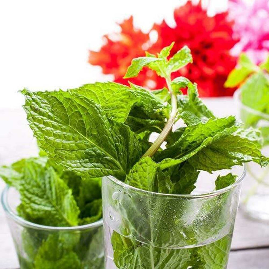 Peppermint Extract, Natural