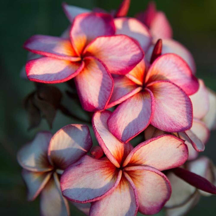 Plumeria Fragrance Oil (Alcohol Soluble)